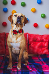 A beautiful labrador dog with cake and colorful interior in his birthday. cute colorful pets concept