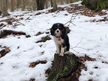 Dog on snow during winter