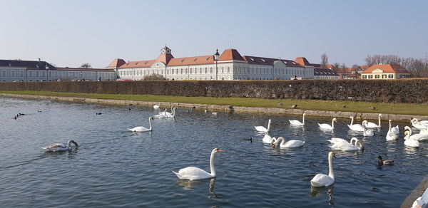 Swan floating on a lake