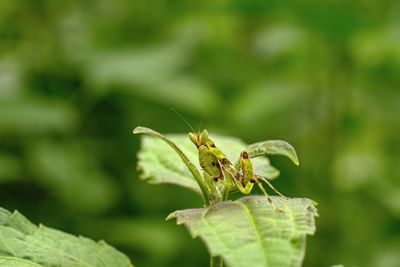 Close-up of insect on plant