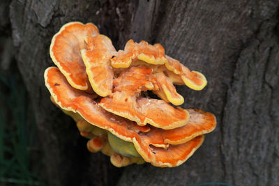 High angle view of orange leaf on tree trunk