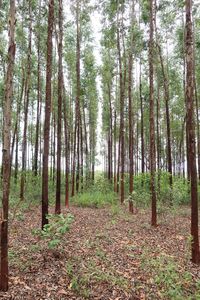 Trees growing in forest