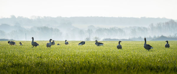 Flock of birds on grassy field against sky