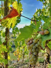 Close-up of grapes growing in vineyard