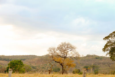 Bare trees on field