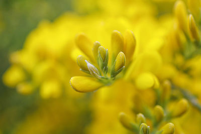 Yellow flower