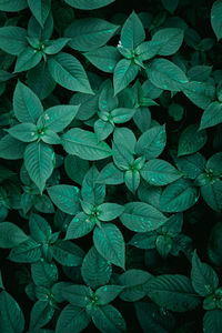 Full frame shot of leaves