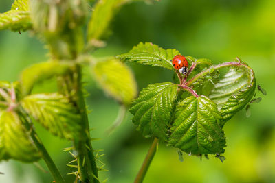 Close-up of ladybug on plant