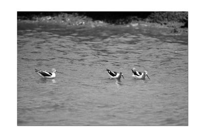 Ducks swimming in sea