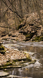 Stream flowing in forest