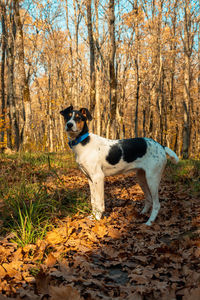 Dog standing in forest