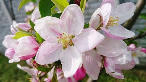 Close-up of pink flower