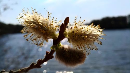 Close-up of white flowering plant