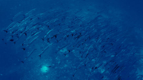 Fishes swimming in sea