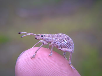 Close-up of insect on hand