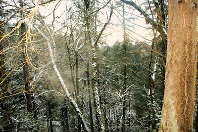 Trees in forest during winter