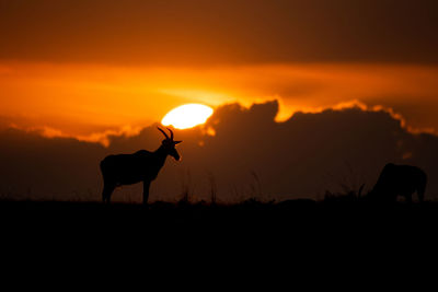 Silhouette of a topi antelope infront of a beautiful  african sunset