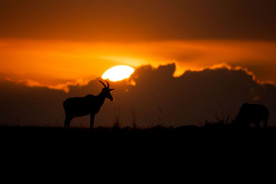 Silhouette deer on field against sky during sunset