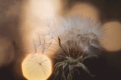 Close-up of dandelion flower
