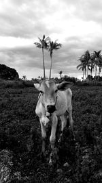 Horse standing in a field
