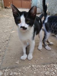 Portrait of cat on footpath