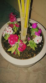 High angle view of potted plants