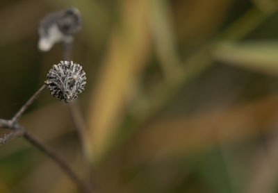 Close-up of plant