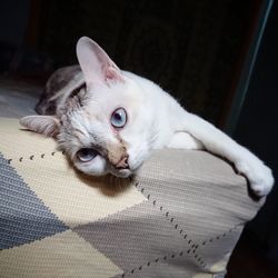 Close-up portrait of a cat resting