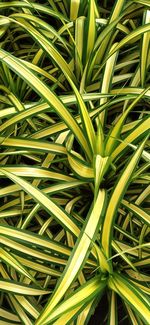 Full frame shot of fresh green plants
