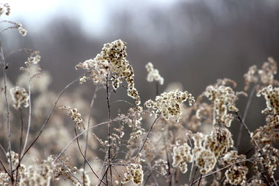 Close-up of frozen plants on field