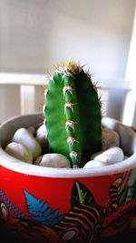 Close-up of succulent plant in bowl at home