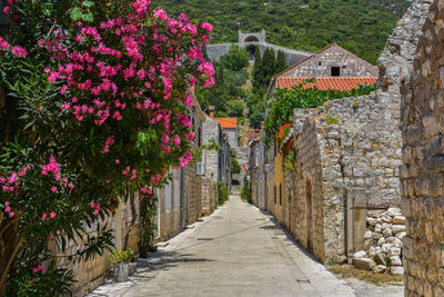 Footpath amidst flowering plants and buildings