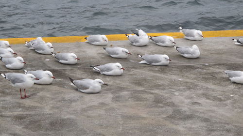 High angle view of seagulls on beach