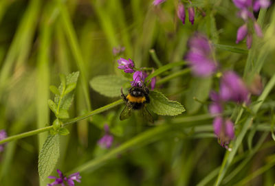 Close-up of bee pollinating on purple flower