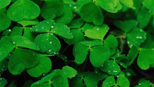 Full frame shot of wet plant