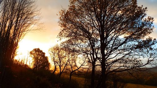 Silhouette of bare trees against sky at sunset