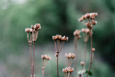 Close-up of wilted flower