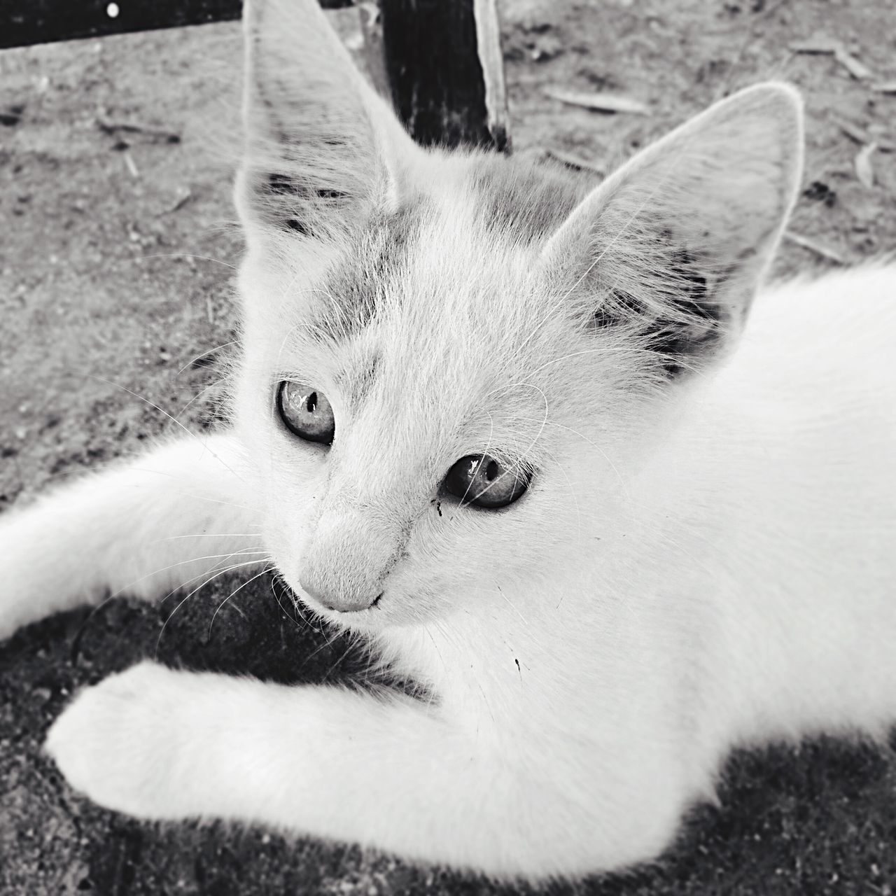 domestic animals, animal themes, domestic cat, pets, one animal, cat, mammal, feline, whisker, close-up, relaxation, white color, lying down, animal head, zoology, looking away, portrait, resting, focus on foreground, vertebrate