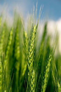 Close-up of wheat growing on field