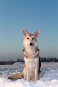 Dog on snow covered field against sky