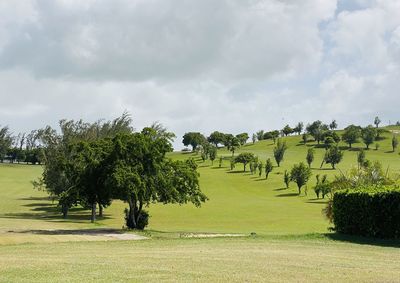 Trees on field against sky