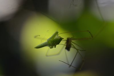 Close-up of insect