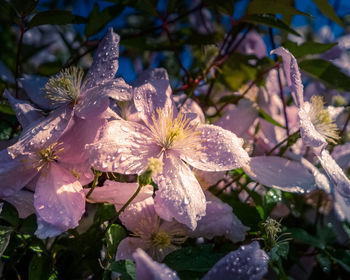 Close-up of purple flowering plant