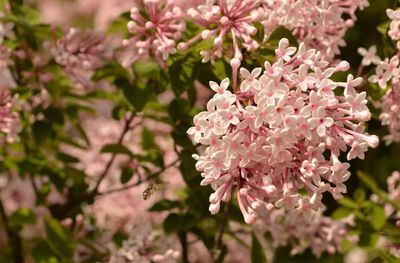 Close-up of pink flowers on tree