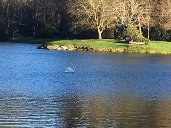 View of ducks swimming in lake