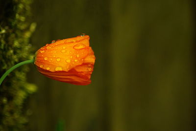 Close-up of orange flower blooming outdoors