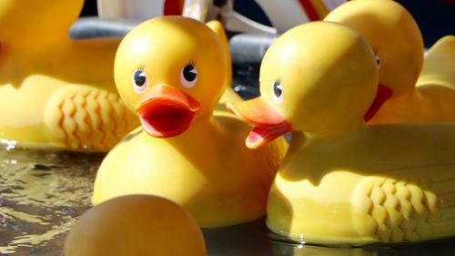 Close-up of yellow toys floating on water