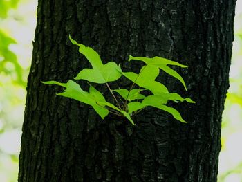 Close-up of tree trunk