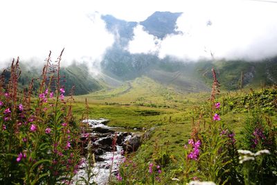 Purple flowering plants by land against sky