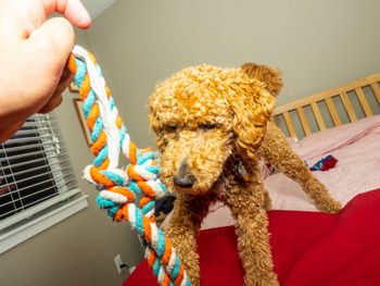 Midsection of person holding toy with toys